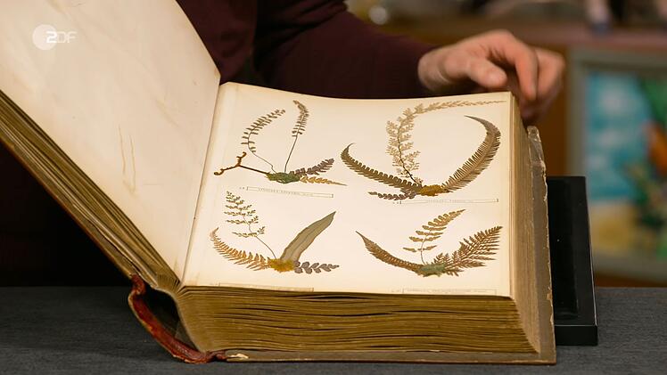 Der schottische Geschäftsmann Eric Craig sammelte in einem Buch 152 der über 200 neuseeländischen Farnarten. Fabian Kahl bezahlte 1.350 Euro!