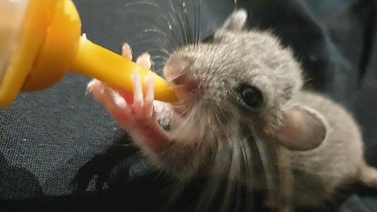 Bad Kissingen: Initiative richtet Appell an Finder von Wildtieren - "kommen in katastrophalen Zuständen an"