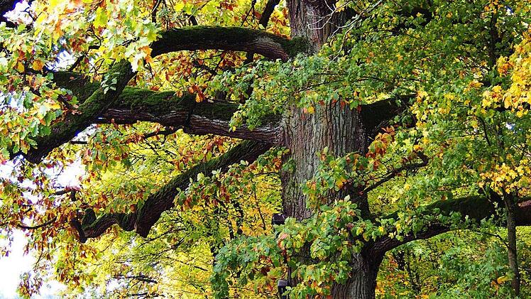 Die Großwenkheimer Bildeiche ist ein beliebtes Ziel für Spaziergänger  Foto: Joachim Fürst