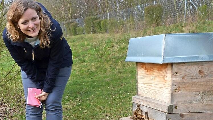Lehrerin Amancay Greulich beobachtet es mit Freude: Die ersten Bienen verlassen nach der Umsiedlung ihr Zuhause.