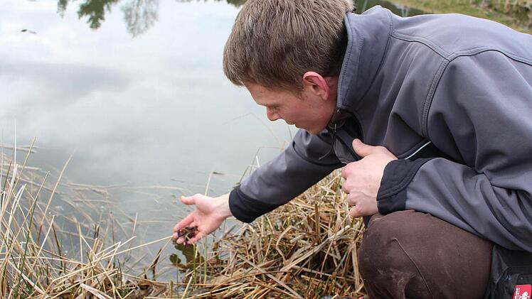 Nachdem Johannes Welscher alles aufgeschrieben hat, lässt er die Molche langsam ins Wasser gleiten.