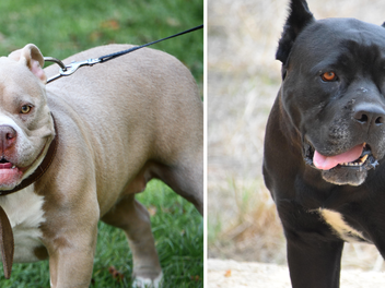 American Staffordshire Terrier/Cane Corso