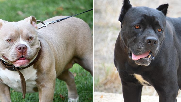 American Staffordshire Terrier/Cane Corso