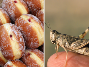 Besonderer "Protein-Krapfen": Bayerischer Bäcker macht Krapfen mit Insektenmehl