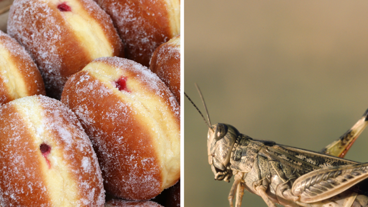 Besonderer "Protein-Krapfen": Bayerischer Bäcker macht Krapfen mit Insektenmehl