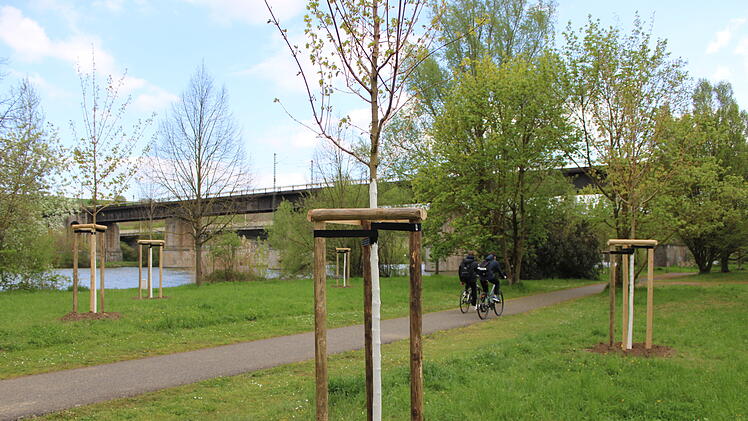 Kitzingen: Vorgabe des Stadtrats eingehalten - Stadtg&auml;rtner pflanzen rund 75 B&auml;ume