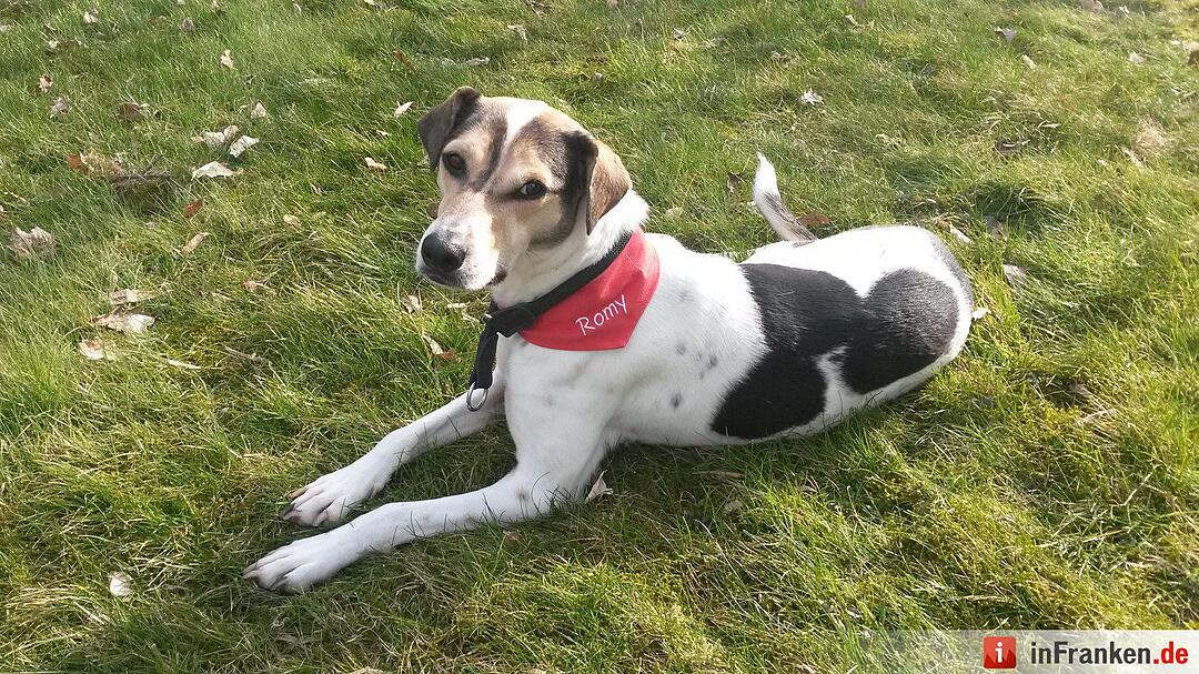 Auf den Hund gekommen: Die schönsten fränkischen Hunde unserer Nutzer