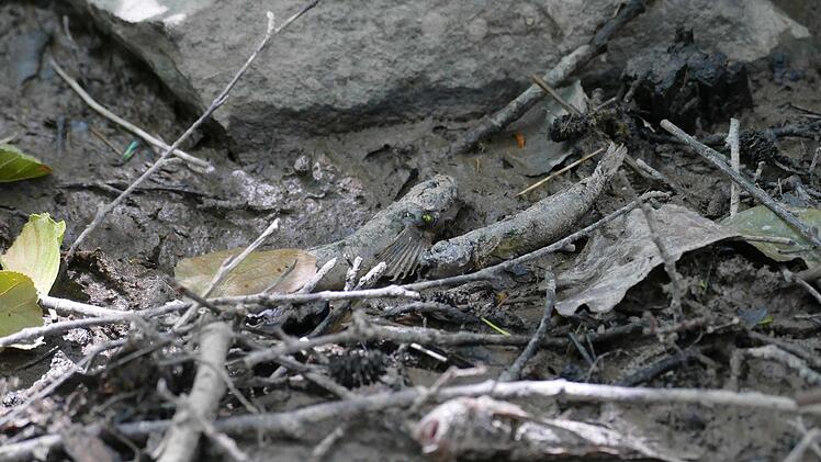 Der Buchbach ist an dieser Stelle fast ausgetrocknet. Das Ökosystem leidet darunter. Foto: Cordula Kelle-Dingel