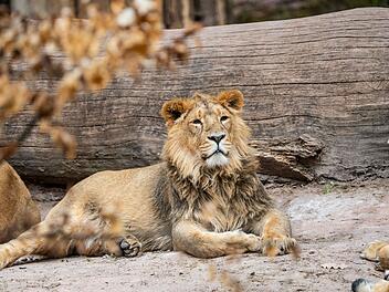 Tiergarten Nürnberg: Löwe Jadoo in Züricher Zoo abgegeben