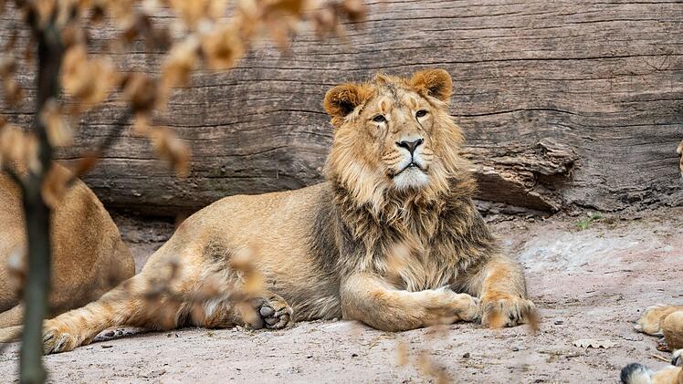Tiergarten Nürnberg: Löwe Jadoo in Züricher Zoo abgegeben