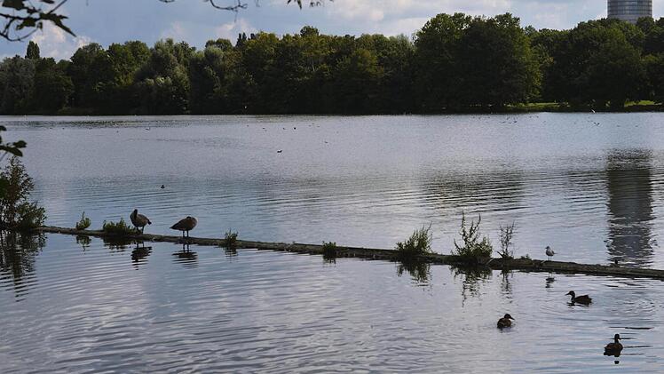 Am Wöhrder See leben viele Kanada- und Graugänsel. Die Hinterlassenschaften der Gänse haben zuletzt den Strand arg verschmutzt. Mit einem Zaun im Wasser soll den Tieren ab sofort der Weg zum Sandstrand versperrt werden. Man appelliert mit Hinweistafeln auch an die Besucher, die Tiere nicht zu füttern. Foto: Nikolas Pelke