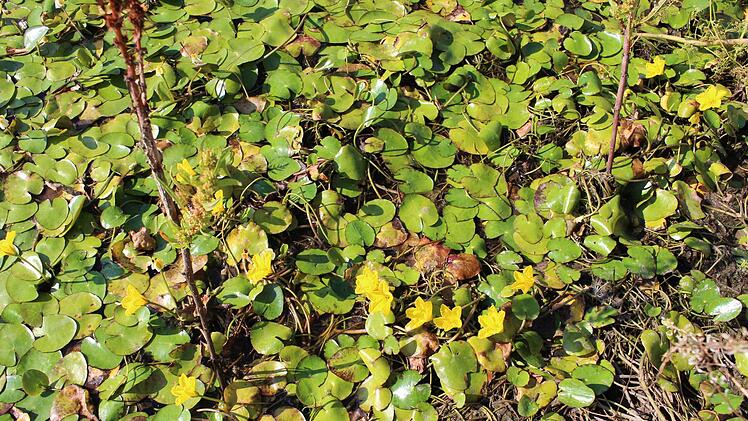 Teichenzian bedeckt große Teile der Wasseroberfläche des Weihers bei Höchstadt-Süd.     Foto: Evi Seeger
