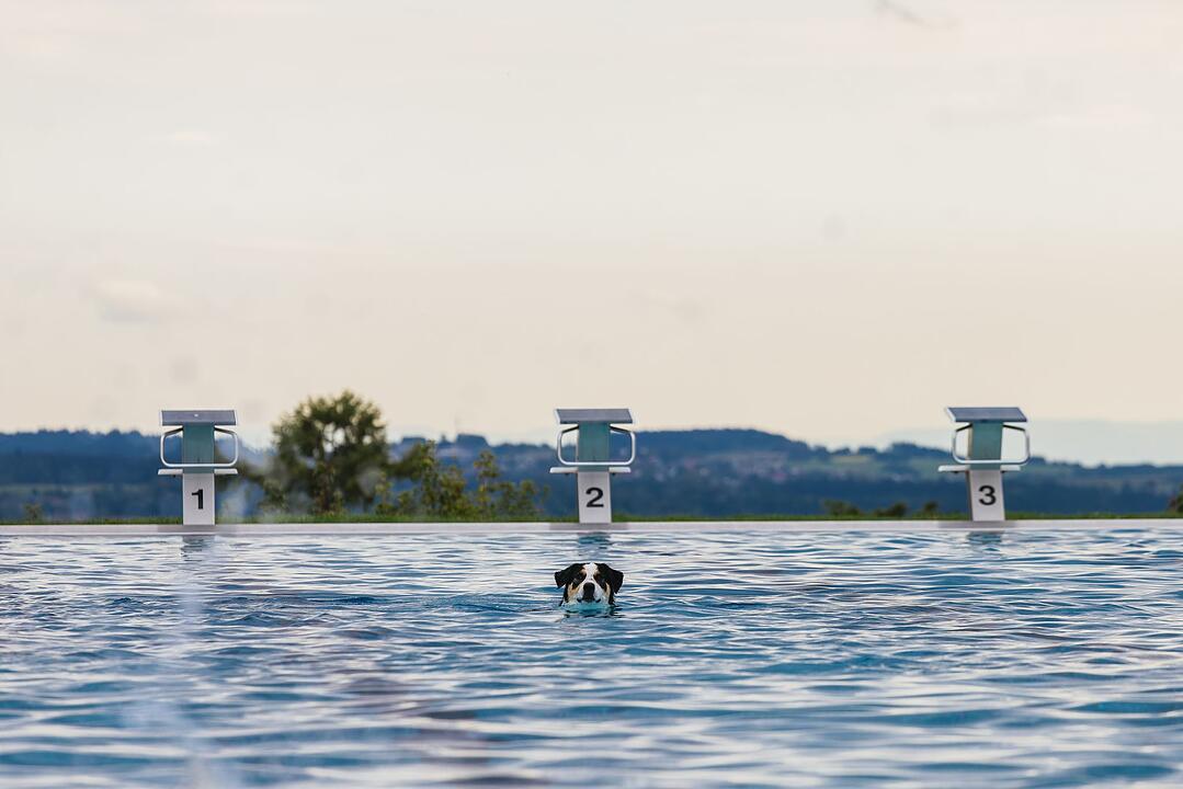 Hundeschwimmen im Panoramabad
