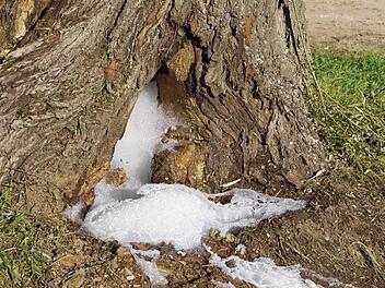 Da schäumt sogar der Baum.  Foto: privat