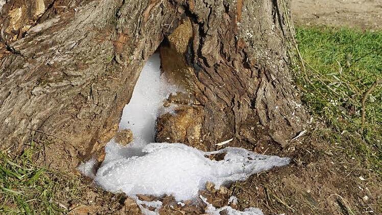 Da schäumt sogar der Baum.  Foto: privat