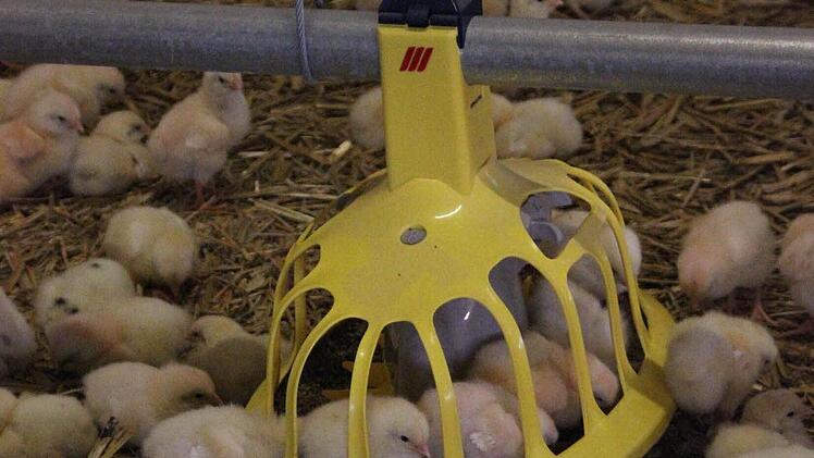 Die Küken im Stall Foto: Friedwald Schedel