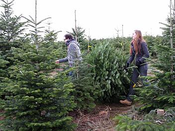 Der Christbaum-Verkauf startet immer früher. Und noch ein Unterschied zu früher: Fichten sind völlig out, eine Nordmann-Tanne muss es heutzutage sein.  Foto: dpa