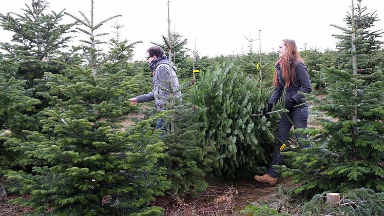 Der Christbaum-Verkauf startet immer früher. Und noch ein Unterschied zu früher: Fichten sind völlig out, eine Nordmann-Tanne muss es heutzutage sein.  Foto: dpa