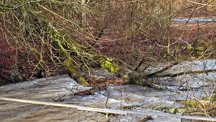 Eine kräftige Eiche hat Sabine bei Beikheim entwurzelt und in die Steinach befördert. Foto: Werner Knoth