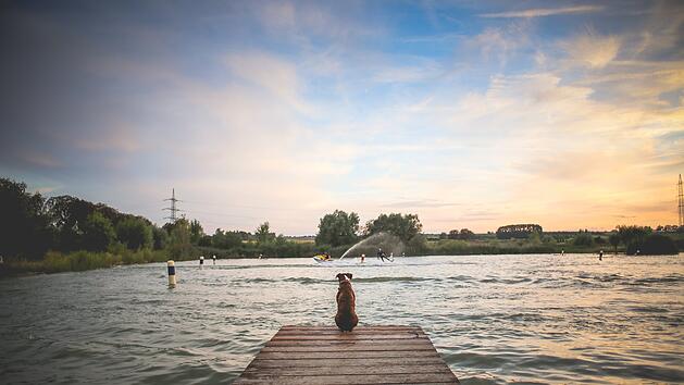 See, Hund, Badesee