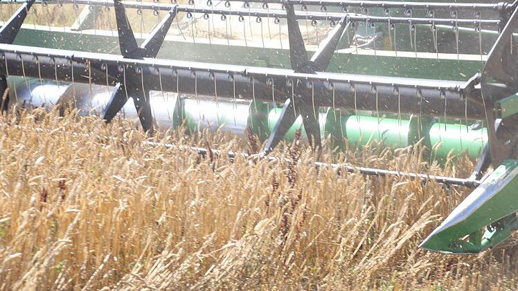 Das Mähwerk "sammelt" den Weizen ein.  Foto: Friedwald Schedel