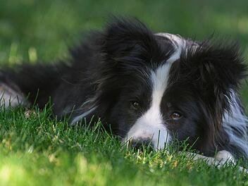 Symbolbild, Foto: Patrick Pleul/dpa-Zentralbild/dpa