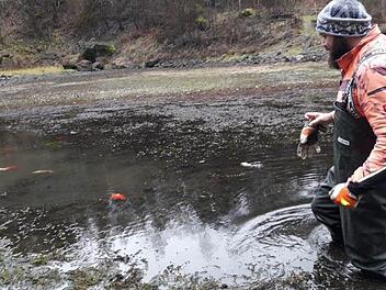 Thomas Fikar vom Forstbetrieb Hammelburg versucht im Heegkopfsee bei Sch&ouml;nderling, einen Goldfisch einzusammeln.