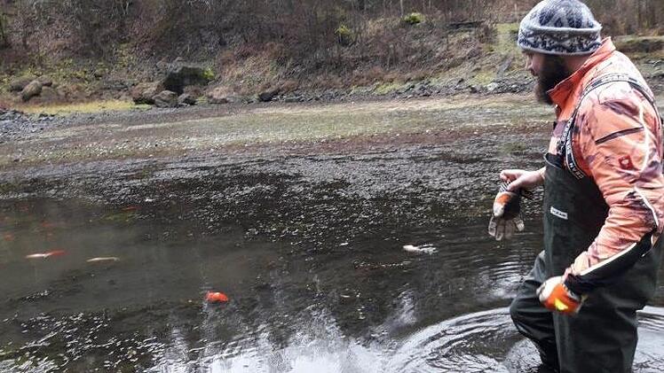 Thomas Fikar vom Forstbetrieb Hammelburg versucht im Heegkopfsee bei Sch&ouml;nderling, einen Goldfisch einzusammeln.
