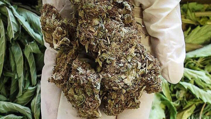 Das Foto zeigt getrocknete Blüten von Hanfpflanzen, die als Marihuana gehandelt werden. Symbolbild: Christopher Schulz