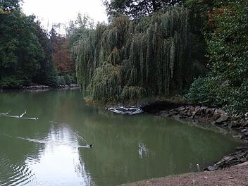 Im Schwanensee von Schloss Rosenau ist derzeit Ebbe angesagt. Reparaturarbeiten am Ablassbauwerk machen den Aderlass nötig.