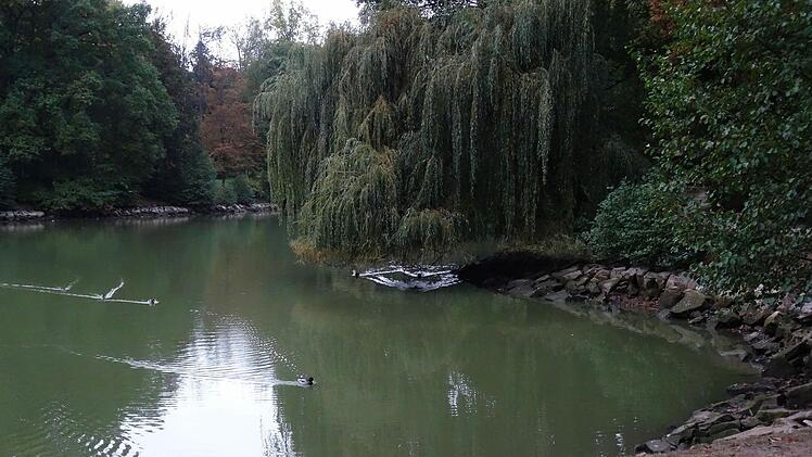 Im Schwanensee von Schloss Rosenau ist derzeit Ebbe angesagt. Reparaturarbeiten am Ablassbauwerk machen den Aderlass nötig.