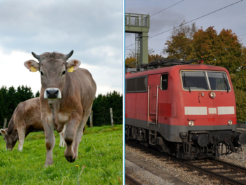 Nahe St. Gallen: Kuh im Zug Nahe St. Gallen: Kuh im Zug