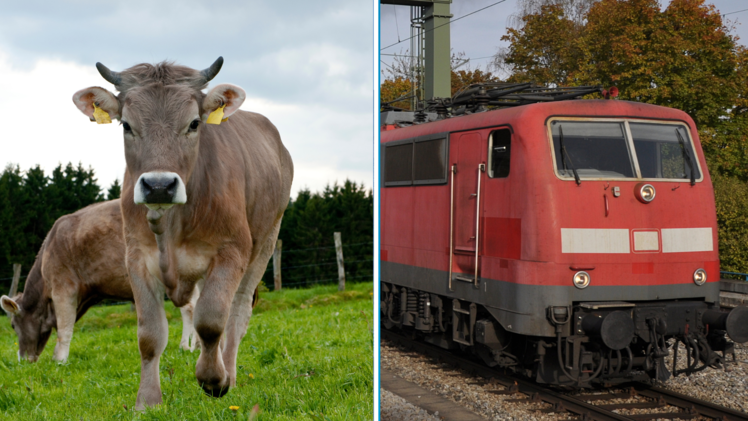 Nahe St. Gallen: Kuh im Zug