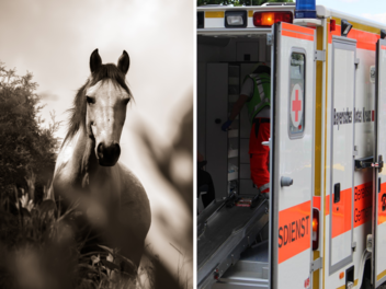 Die Frau wurde durch das Pferd tödlich verletzt.