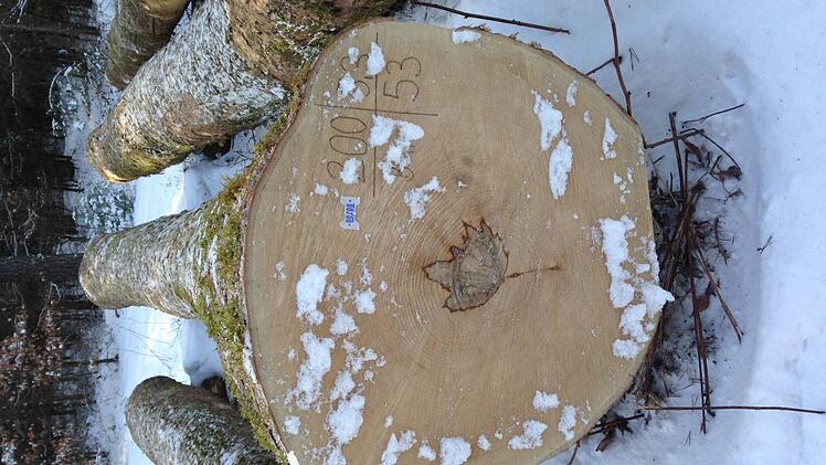 Foto: Carmen Schwind