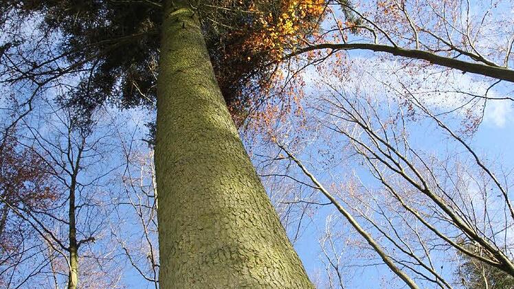 Der Blick zum Wipfel der alten Weißtanne