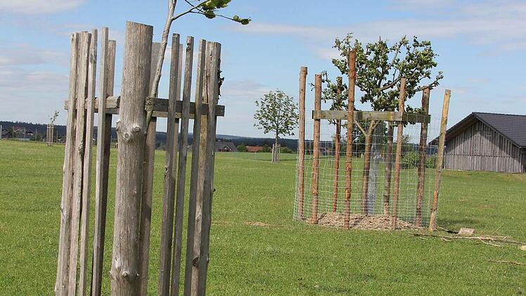 Die Bäume müssen massiv geschützt werden.  Foto: Friedwald Schedel