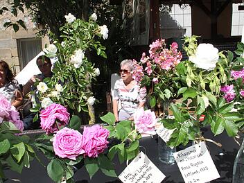 Hinter blühenden Rosenbüschen setzten sich viele Besucher des Rosentags nieder, um den Anblick zu genießen. Foto: Gerda Völk