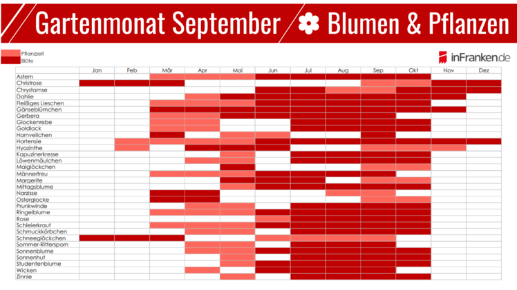 Blumen und Pflanzen im September
