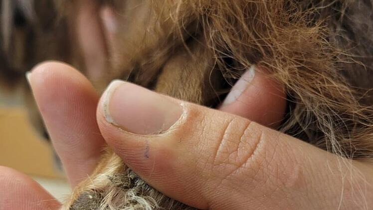 Tierheim Nürnberg: "Nächste Katastrophe" - 19 Chihuahuas aus Wohnung sichergestellt