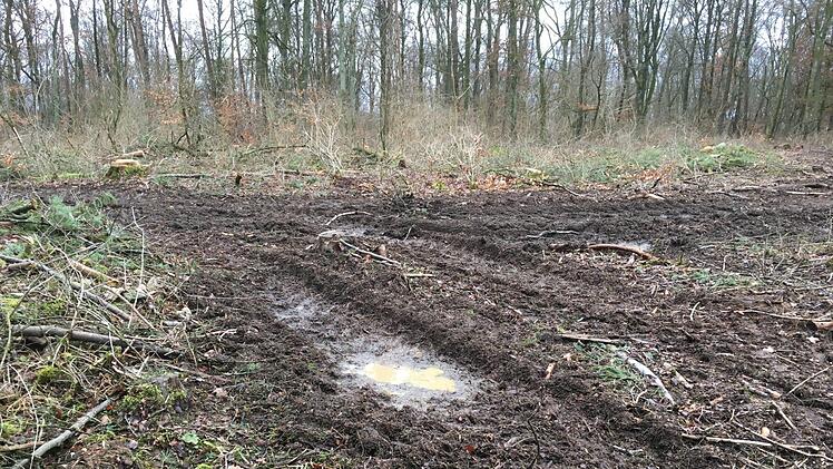 Eindrücke von den künftigen Windrad-Standorten im Sulzthaler Wald. Foto: Ralf Ruppert