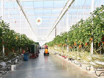 So schaut ein Gewächshaus der Firma Scherzer von innen aus. Auch in Wonsees würden Tomaten angebaut. Foto: Firma Scherzer