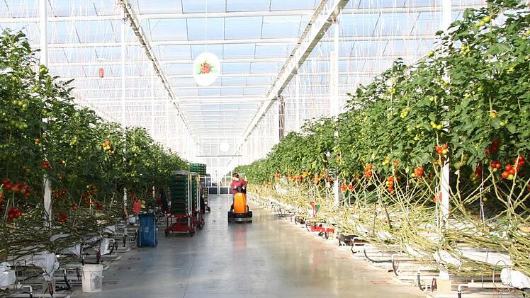 So schaut ein Gewächshaus der Firma Scherzer von innen aus. Auch in Wonsees würden Tomaten angebaut. Foto: Firma Scherzer