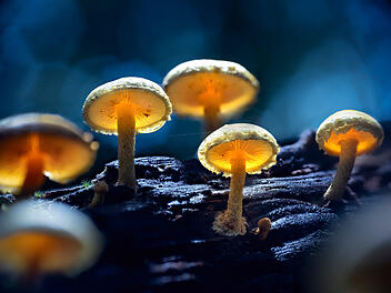 Sonderausstellung zum Thema "Faszination Pilz" im Bamberger Land Sonderausstellung zum Thema "Faszination Pilz" im Bamberger Land