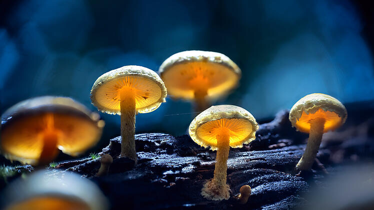 Sonderausstellung zum Thema "Faszination Pilz" im Bamberger Land