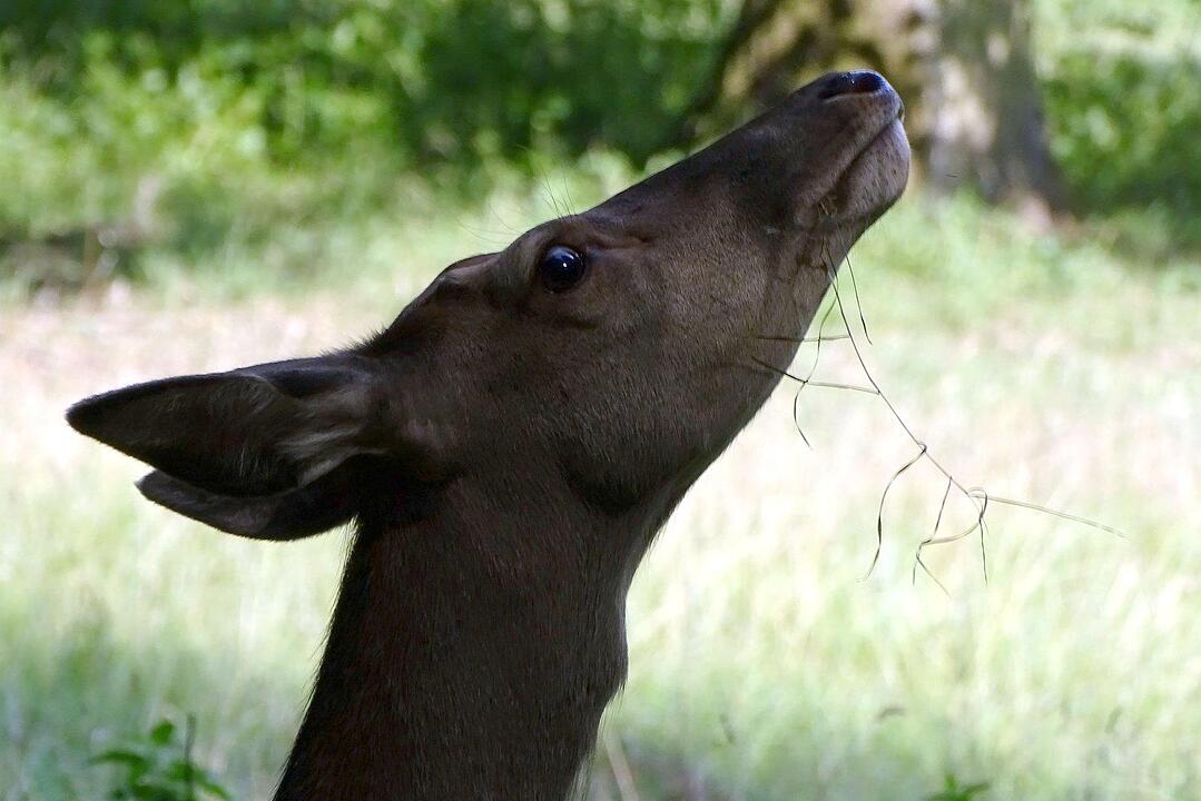 Ein Besuch im Wildtierpark Schloss Tambach. Danke an inFrankenPix-Nutzer herzolife!