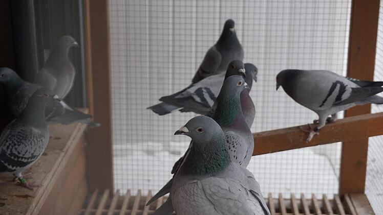 Neugierig sind die Brieftauben und aufgeweckt. Fotos: Marion Eckert
