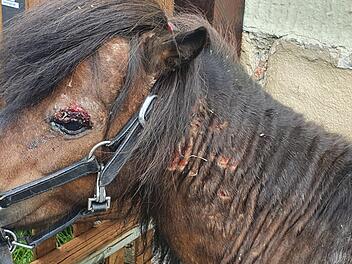Leithengst Carlos hat seine Herde tapfer bei einer nächtlichen Tierattacke verteidigt. Dabei trug er Bissverletzungen am ganzen Körper davon, vor allem das linke Auge wurde schwer verletzt. Nach wie vor ist unklar, ob der Angreifer ein Wolf oder ein wildernder Hund war. Foto: Christine Fischer