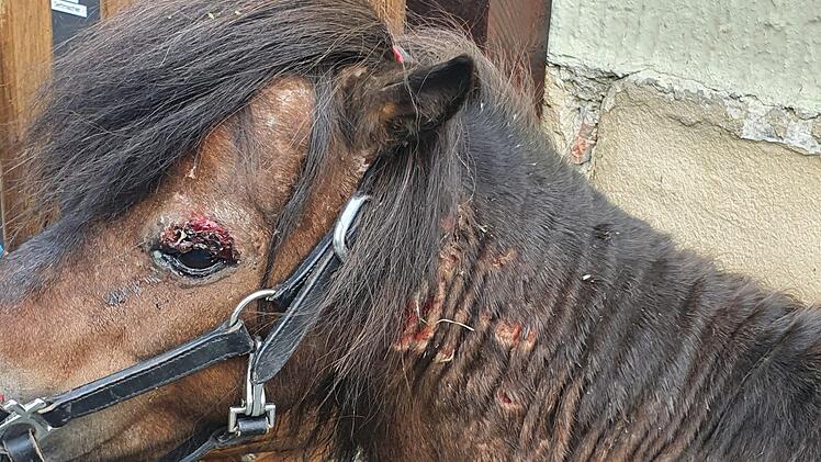 Leithengst Carlos hat seine Herde tapfer bei einer nächtlichen Tierattacke verteidigt. Dabei trug er Bissverletzungen am ganzen Körper davon, vor allem das linke Auge wurde schwer verletzt. Nach wie vor ist unklar, ob der Angreifer ein Wolf oder ein wildernder Hund war. Foto: Christine Fischer