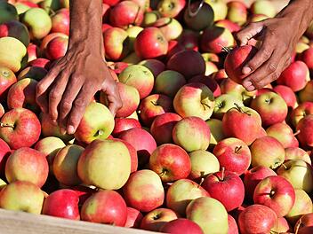 Obst verschenken oder tauschen statt den Überschuss vergammeln zu lassen - die Traumgarten AG hilft dabei. Foto: Jan Woitas/dpa